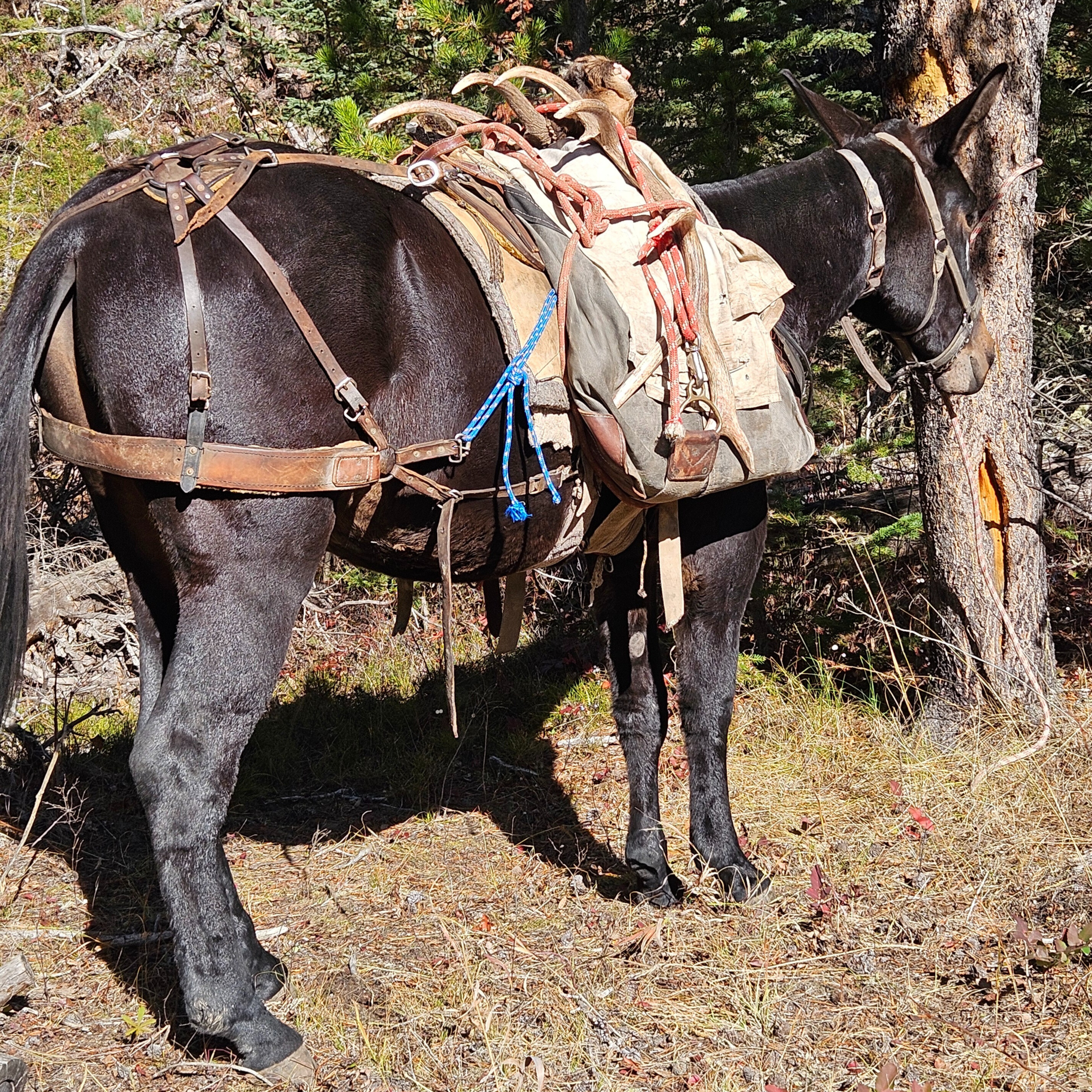 Willow packing elk