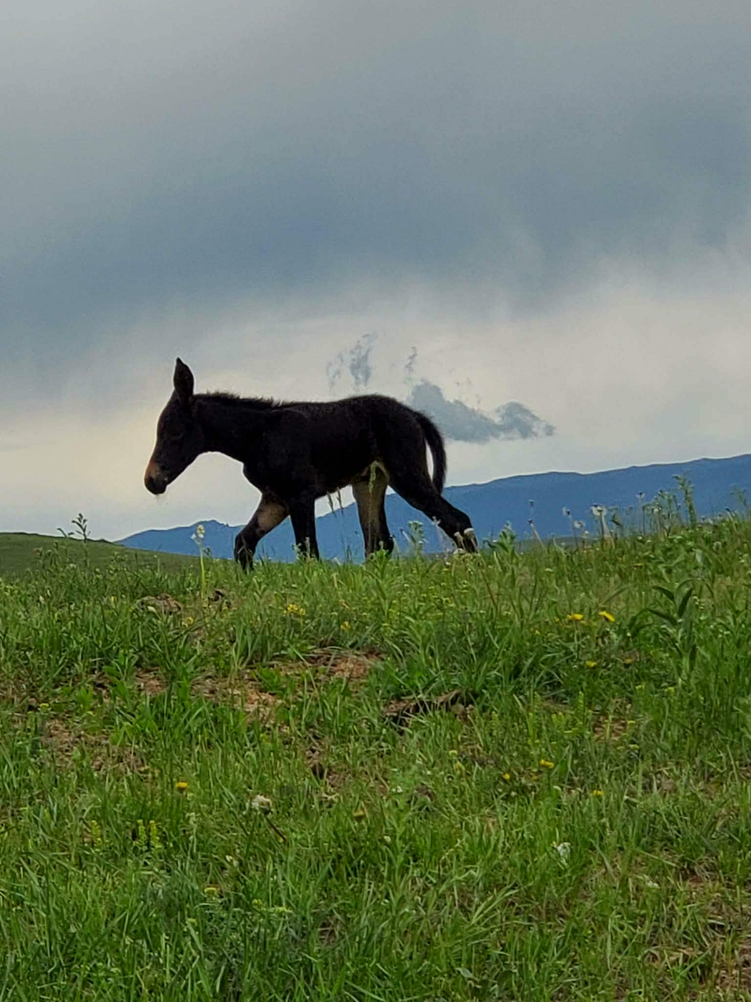 Willow as a one day old