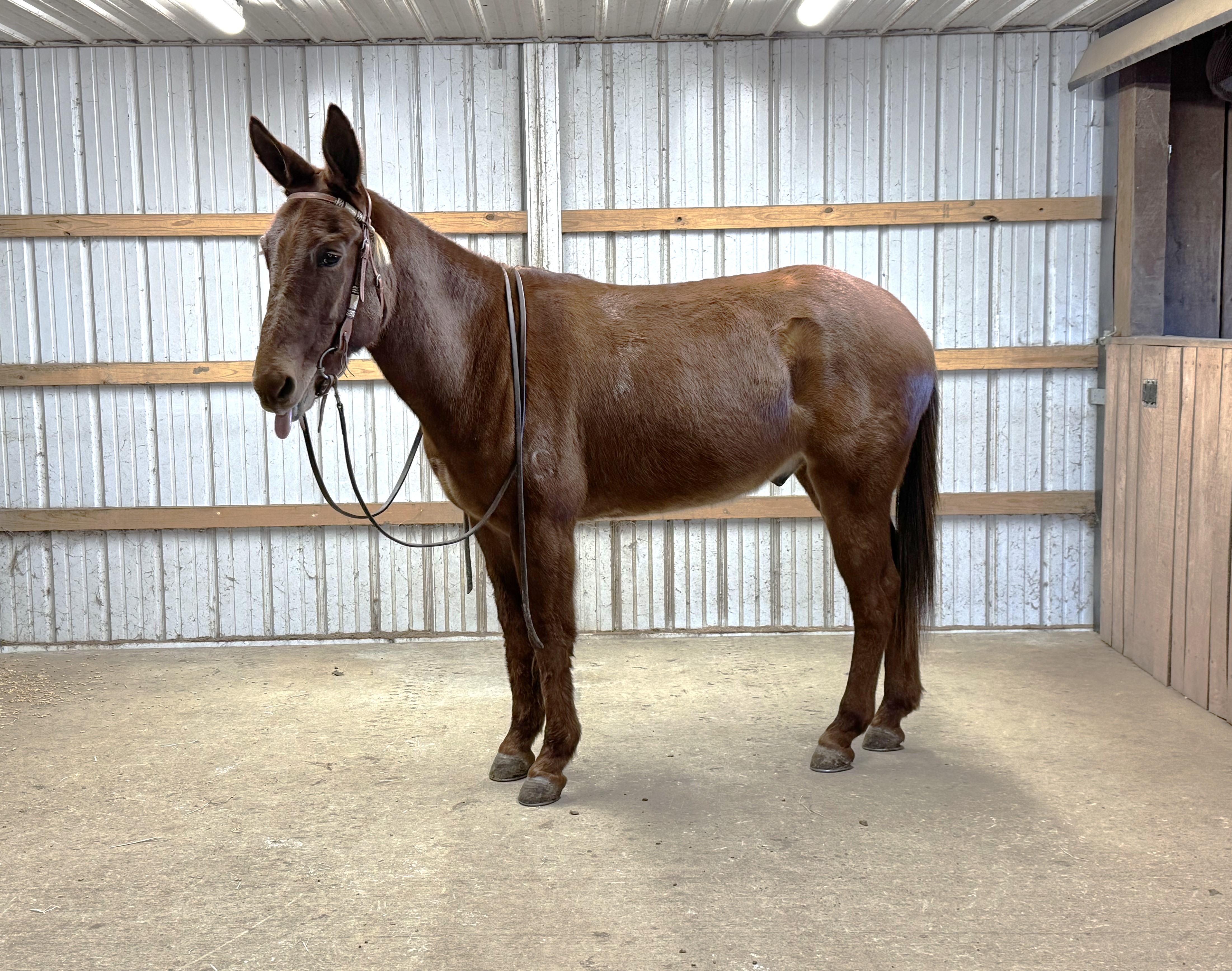 HARNESS AND HITCH