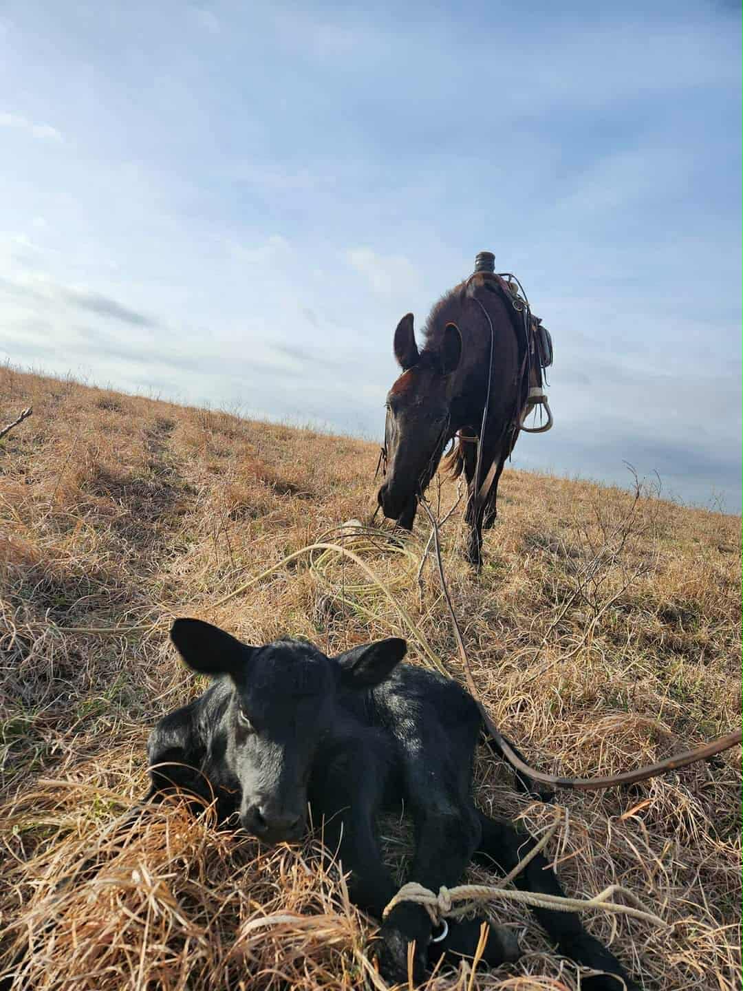Roping cows 