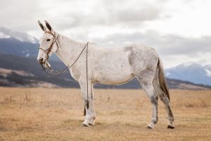 Galaxy Sallee Gray Molly Experienced Trail Mule Pack Ride