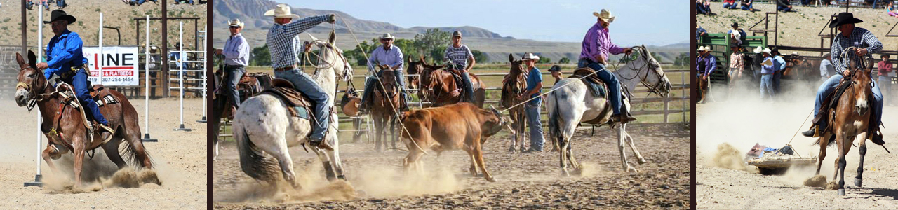 mule days, Jake Clark, mule, mule rodeo, mule roping