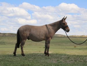 Skrewball 7 yr old dun mule