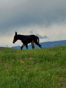 Willow as a one day old