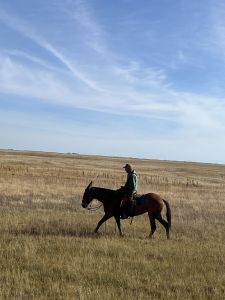 Morning ride to cattle 