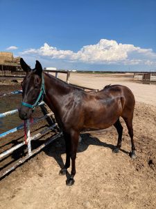 Aztek halter