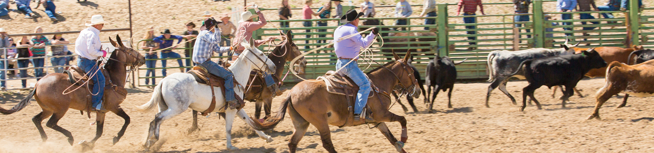 Jake Clark, Mule Days, rodeo