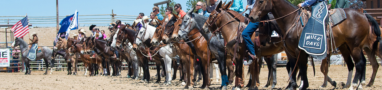 Jake Clark, Mule Days, mule rodeo, mule