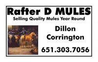 rafter d, mule, mules for sale, corrington, dilly, dillon