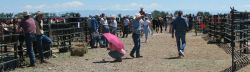 Jake Clark Mule Days • Ralston, WY