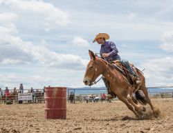 Jake Clark Mule Days • Ralston, WY