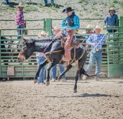 Jake Clark Mule Days • Ralston, WY