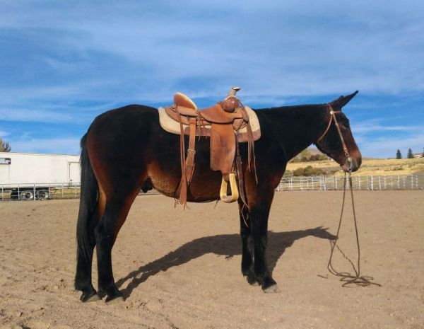 Jake clark mule days 219 deals