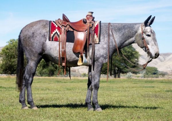 Tin Man, Bryan Mahoney, High Seller, Grey mule, mule for sale, jake Clark, mule Days