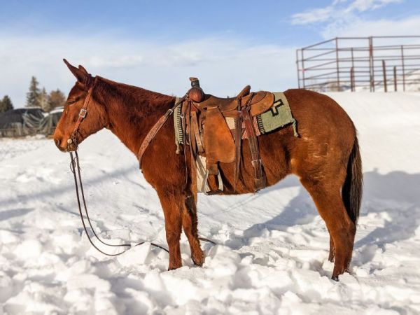 High Selling Mule, Mule for Sale, mule, Jake clark, mule days