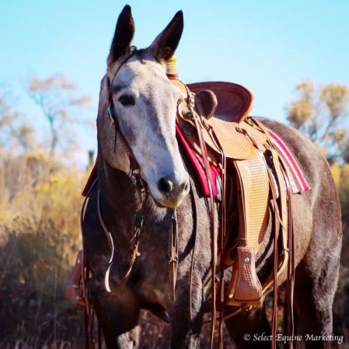 High seller, top seller, Jake Clark, Mule Days, 2021, top mule, mule sale, grey mule, highest seller