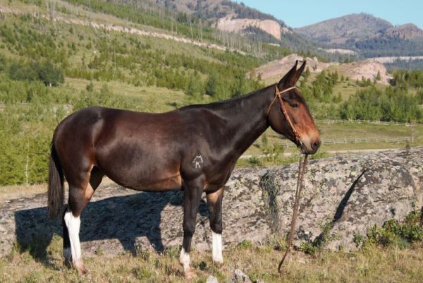 High Selling Mule, mule for sale, jake clark, mule days