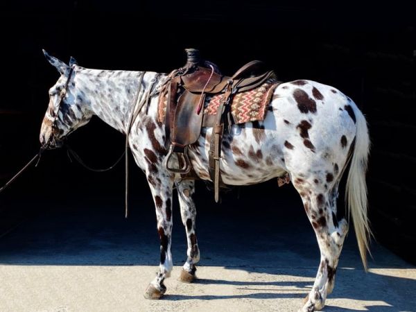 high seller, jake clark, Mule Days, Wyoming, mule for sale