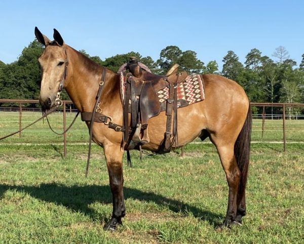 Jake Clark, Mule Days, Wyoming, mule for sale