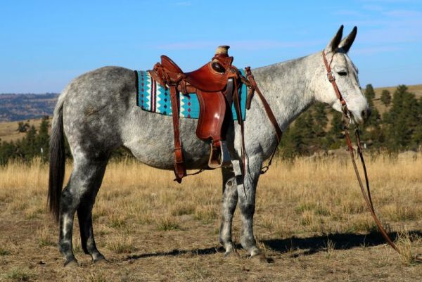 High selling, mule, Jake clark, mule days, for sale