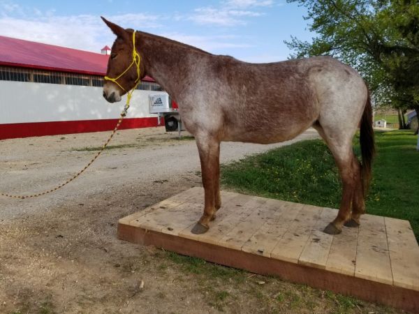 high selling, mule, Jake Clark, Mule Days, roan