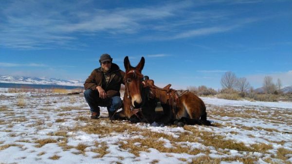 High Selling, Mule, Jake Clark, Mule Days, 2019, for sale