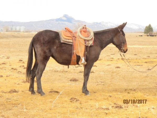 jake clark, mule days, sale, mule, PairADice's Piper