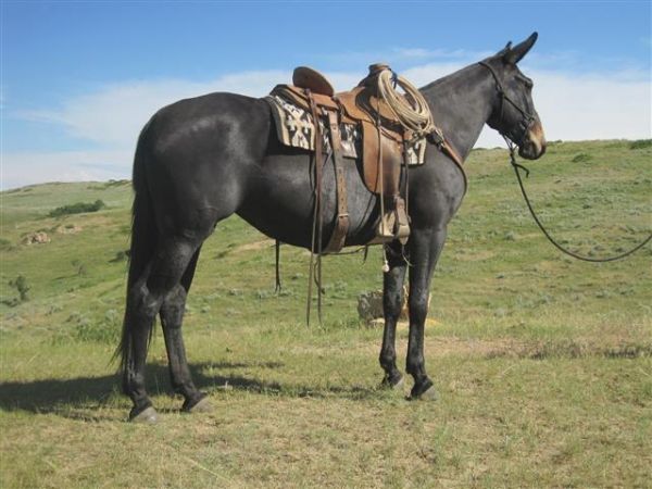 jake clark, mule days, sale, mule, Raven, Jeff and Christina Tift