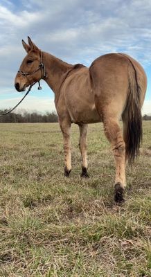 Jake Clark, Mule Days, saddle mule, trail mule, riding mule